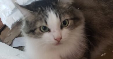 Until the Last Encounter