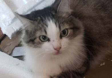 Until the Last Encounter