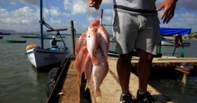 Cuba Still Awaits the Unlikely Miracle of Fish