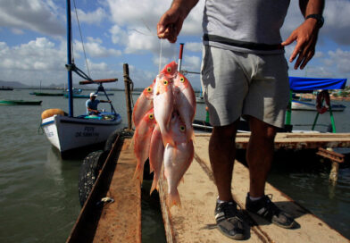 Cuba Still Awaits the Unlikely Miracle of Fish