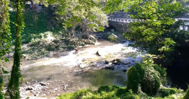 The Forest of Havana from Another Perspective