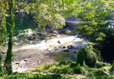 The Forest of Havana from Another Perspective