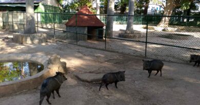 Havana’s 26th Avenue Zoo in These Times