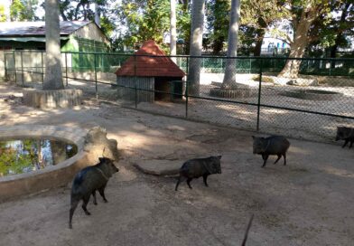 Havana’s 26th Avenue Zoo in These Times