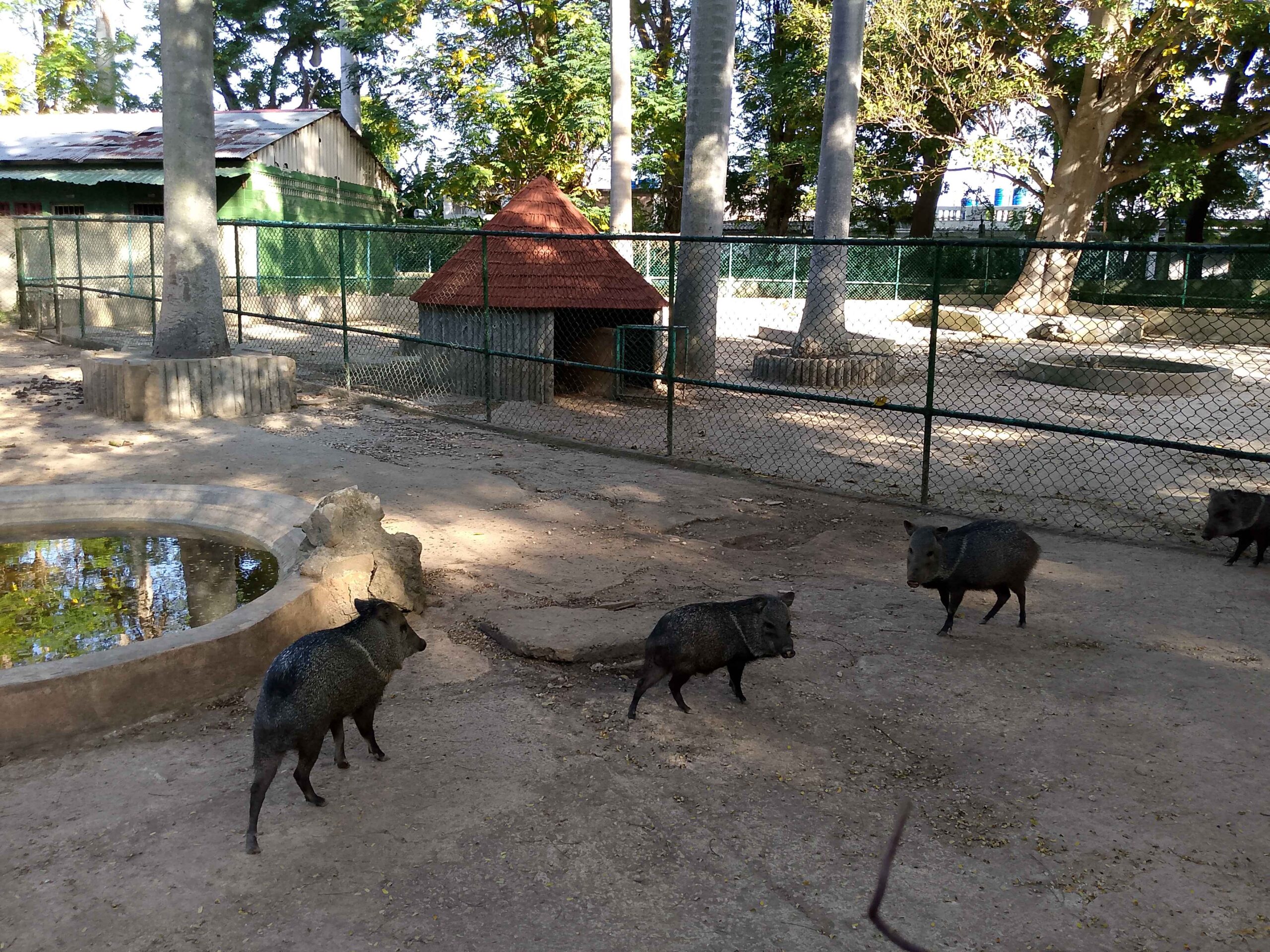 Havana’s 26th Avenue Zoo in These Times