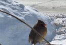A Cardinal Tries to Stay Warm, Ontario, Canada – Photo of the Day