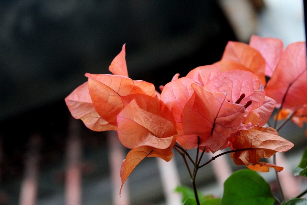 Consider Havana Times for a Valentine’s Day Gift